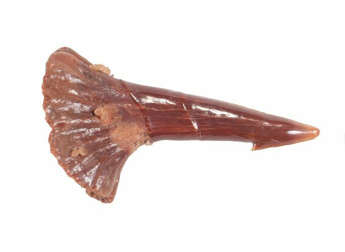 Cretaceous Giant Sawfish (Onchopristis) Rostral Barb #61595
